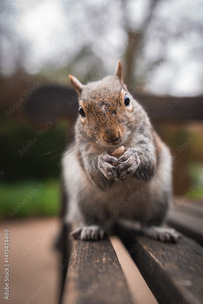 A close up of a squirrel sitting on a wooden bench, holding food in its paws. The blurred background shows greenery and trees, suggesting a park setting.