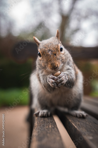 Obraz na płótnie A close up of a squirrel sitting on a wooden bench, holding food in its paws. The blurred background shows greenery and trees, suggesting a park setting. w salonie