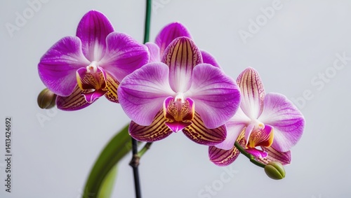 Pink Phalaenopsis or Moth Dendrobium Orchid in a Tropical Garden on a White Background. Selective Focus. Agricultural Design Concept with Space for Text.