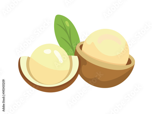 Macadamia Nut. Flat vector, clipart illustration isolated on white background.