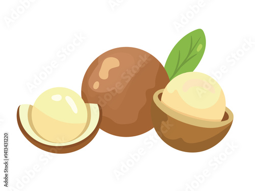Macadamia Nut. Flat vector, clipart illustration isolated on white background.