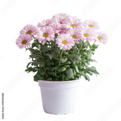 Wallpaper Mural A vibrant cluster of pink flowers flourishing in a transparent pot against a simple transparent backdrop, Beautiful natural flowers in a pot on a transparent background Torontodigital.ca