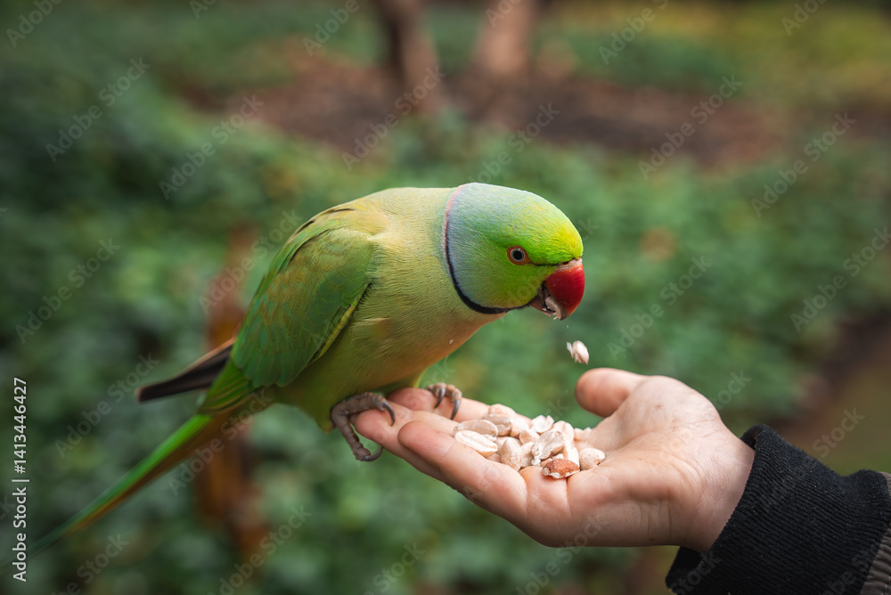 A vibrant green parakeet with a red beak perches on a hand, eating seeds. The background shows blurred trees and foliage in a lush London park setting.