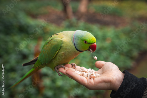 Obraz na płótnie A vibrant green parakeet with a red beak perches on a hand, eating seeds. The background shows blurred trees and foliage in a lush London park setting. w salonie