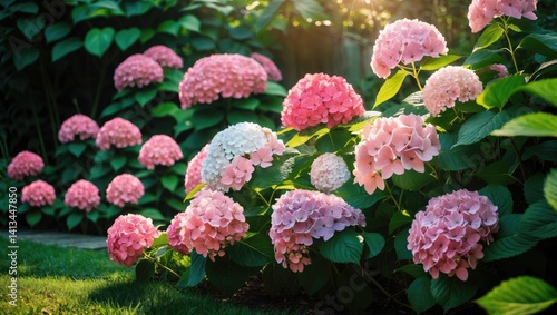 Wallpaper Mural A flourishing hydrangea bush in a garden adds vibrant flowers for a picturesque yard, contrasting with delicate blooms and lush green leaves. Torontodigital.ca