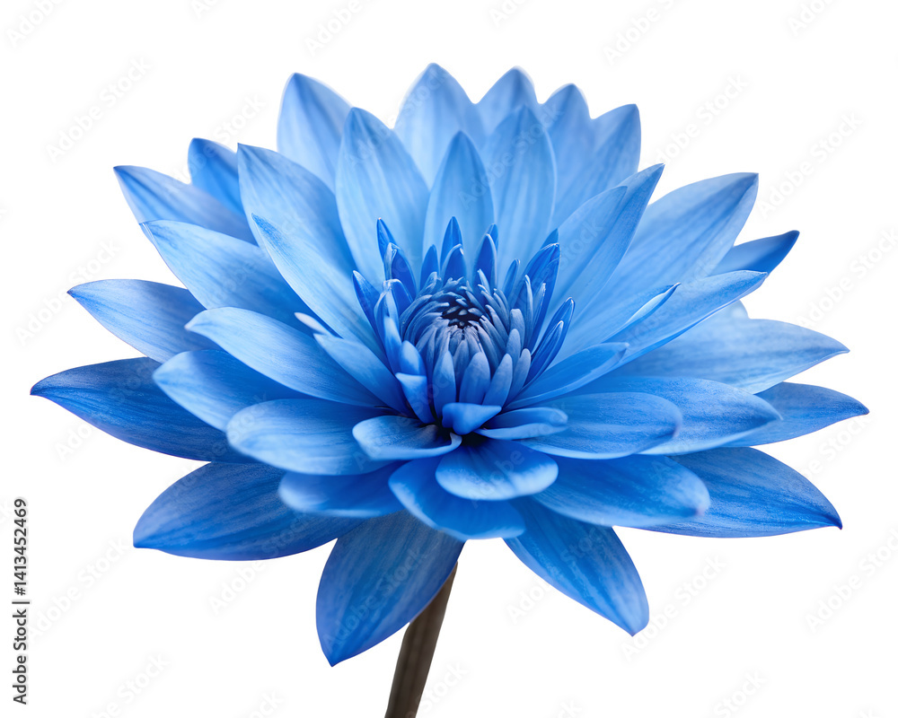 Fototapeta premium Vibrant Blue Flower in Full Bloom on White Background, Bright, Floral, Natural Beauty