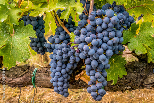 Greve in Chianti, Tuscany, Italy. Sangiovese grapes, main ingredient in Chianti wine.