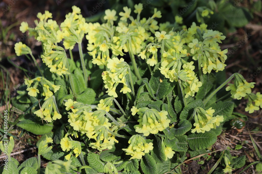 Primula veris, common cowslip, cowslip primrose. Close up. Primula veris, common cowslip, cowslip primrose. Close up.