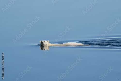 Norway, Svalbard. Polar bear swimming in Arctic Ocean.