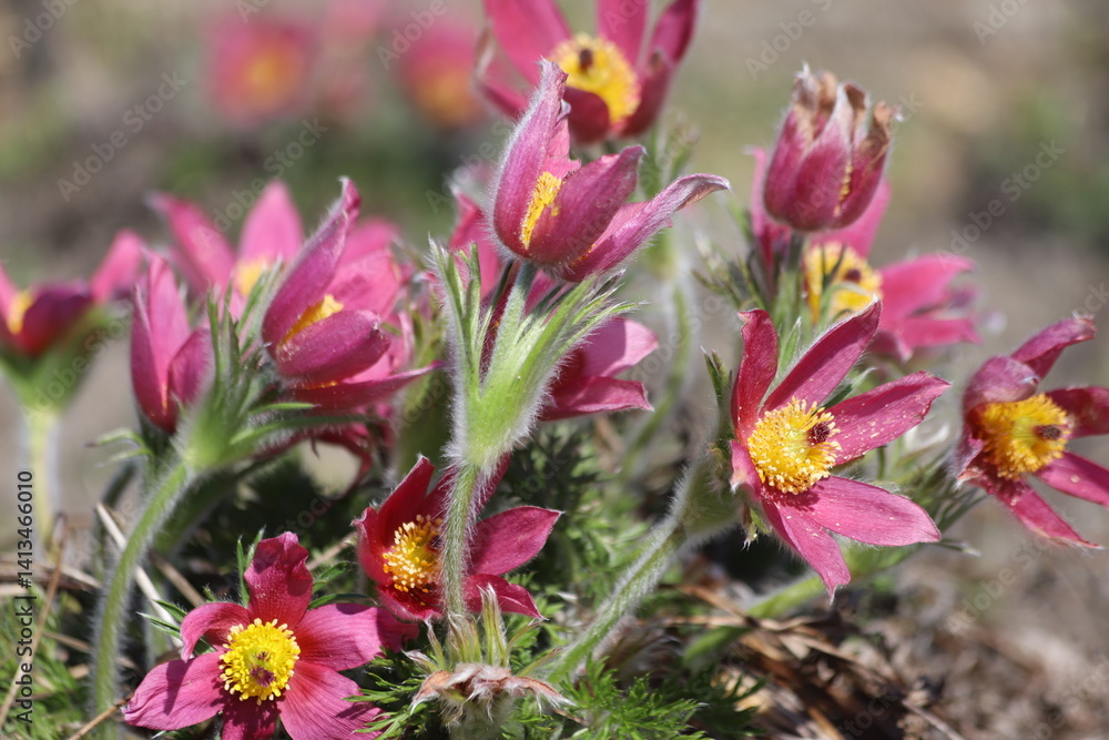 Fototapeta premium Pasque flower, beautiful spring flowers, Pulsatilla vulgaris.