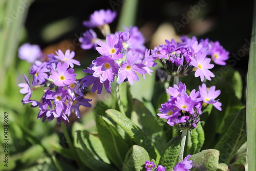 Wallpaper Mural Violet primula denticulata flower in spring garden. Torontodigital.ca
