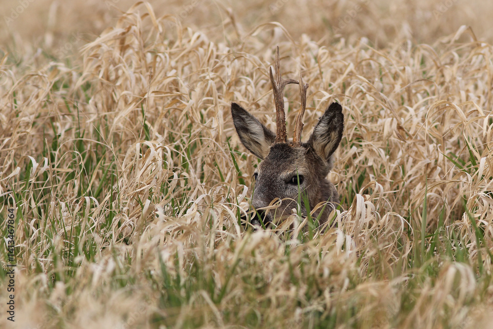 Sarna europejska (Capreolus capreolus) roe deer