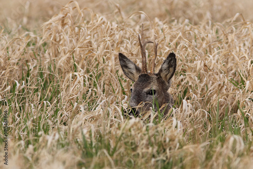 Obraz na płótnie Sarna europejska (Capreolus capreolus) roe deer w salonie
