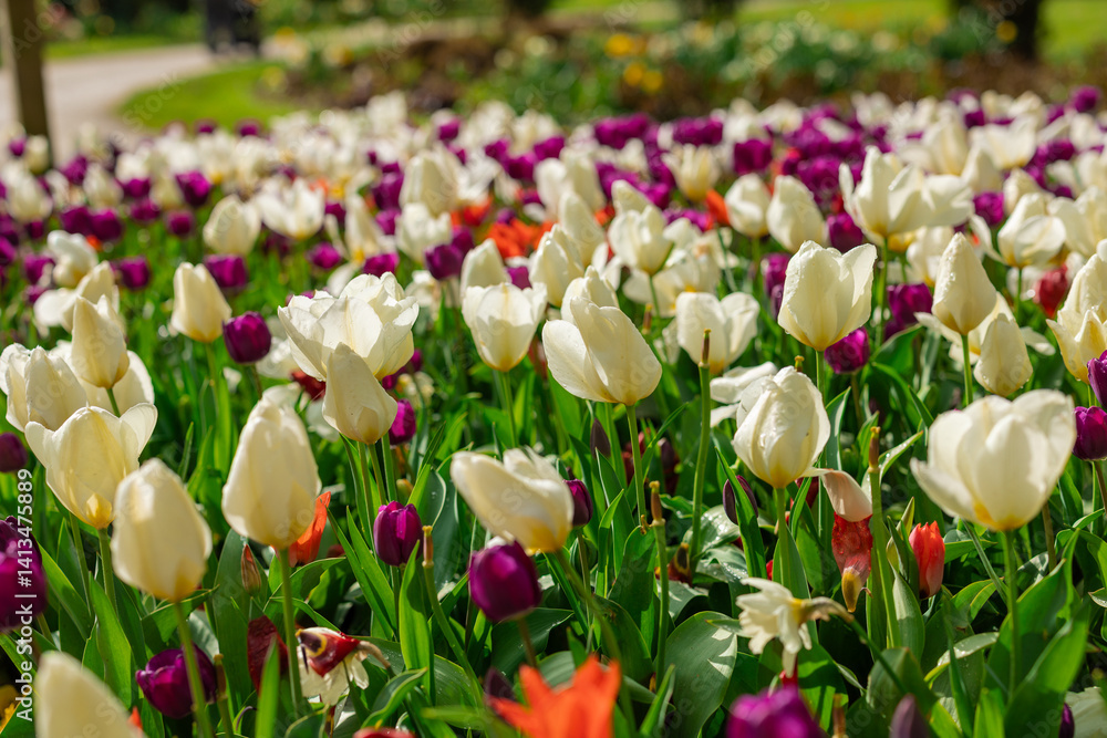 Close-up of field of tulips in full bloom, petals spread wide, vibrant colors standing out against green foliage. petals of white, yellow, and red. background blurred, making tulips the focal point.