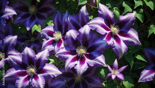 Clematis Way. This type produces violet flowers. It is a well-liked ornamental species.