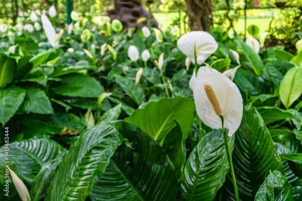 Obraz premium White anthurium growing in the Royal Botanic Gardens, Peradeniya, Kandy, Sri Lanka