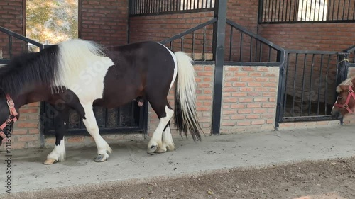 A dwarf horse is standing and looking