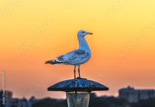 Seagull at sunset, Plymouth Hoe, Plymouth, Devon, England.