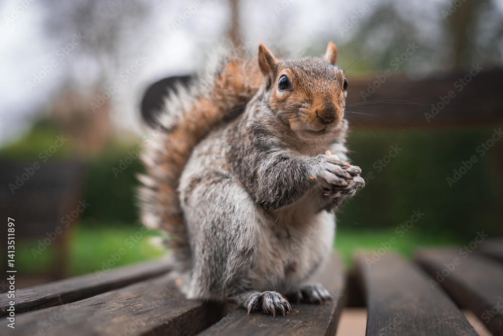 A gray squirrel sits on a wooden bench with front paws clasped, surrounded by blurred greenery and trees, suggesting a park in London.