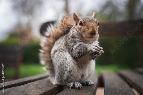 Obraz na płótnie A gray squirrel sits on a wooden bench with front paws clasped, surrounded by blurred greenery and trees, suggesting a park in London. w salonie