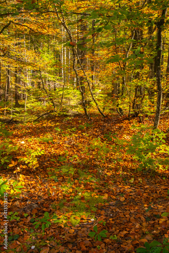 Obraz premium Slovenia, Triglav National Park. Forest in autumn.