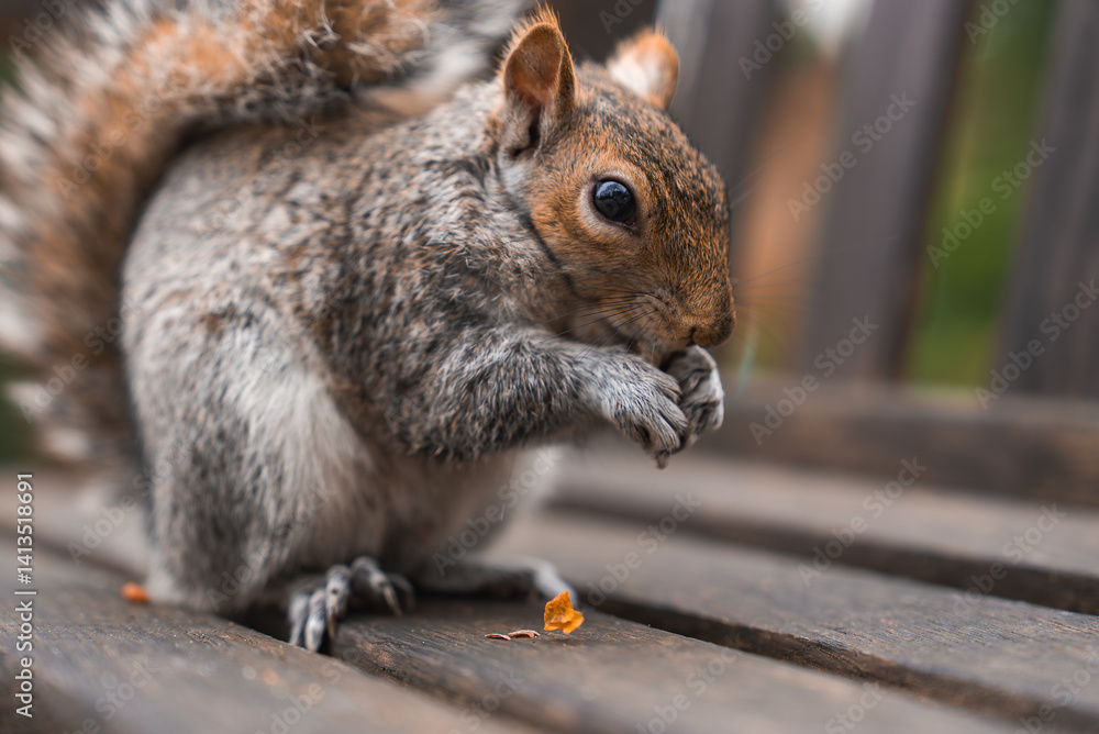 A gray squirrel with detailed fur sits on a wooden bench holding food. The blurred greenery in the background suggests an outdoor park, possibly in London.