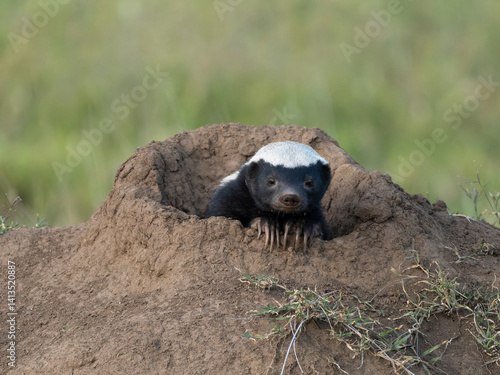 Obraz na plátne Ratel, aka honey badger, in burrow, Serengeti National Park, Tanzania, Africa