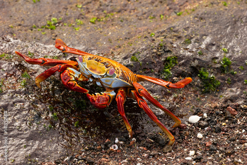 Sally lightfoot Crab, Galapagos Islands, South America