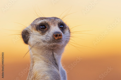 Meerkat on the lookout at sunset in the Kalahari Desert