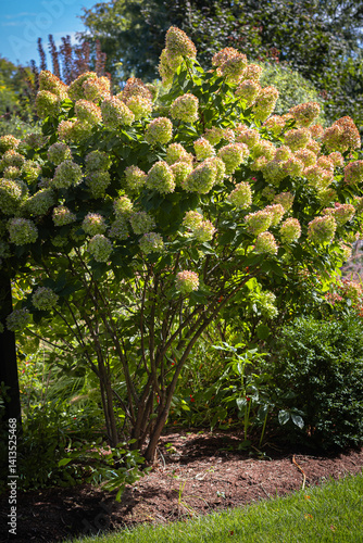 Foto A beautiful Fall landscape of a that includes the hardy Limelight hydrangea, hydrangea paniculata, turning pink in a residential yard