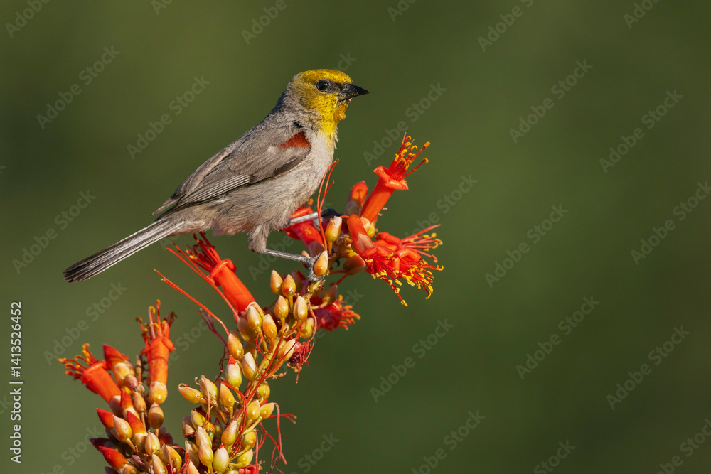Obraz premium Verdin alights on the blooms of a ocotillo cactus in southern Arizona