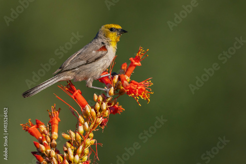 Verdin alights on the blooms of a ocotillo cactus in southern Arizona