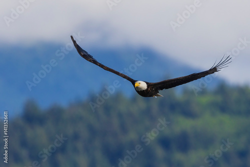 Bald eagle flying over the Hood Canal, Washington State