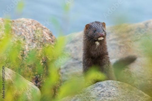 Foto American mink patrols the banks of the Churchill River in Northern Manitoba, Canada
