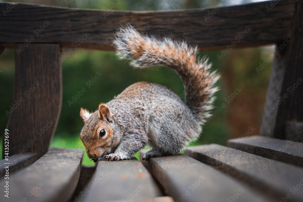 A gray squirrel sits on a wooden bench with its bushy tail raised, nose near the surface. The blurred green background suggests a park or natural area.