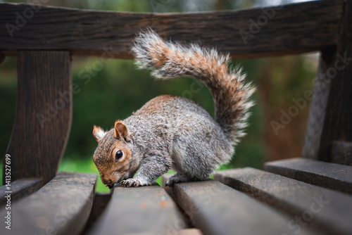 Obraz na płótnie A gray squirrel sits on a wooden bench with its bushy tail raised, nose near the surface. The blurred green background suggests a park or natural area. w salonie