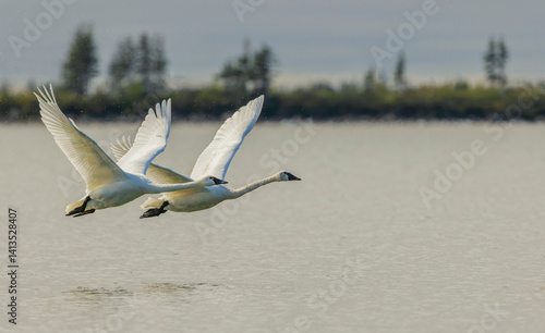 Fototapeta Naklejka Na Ścianę i Meble -  Tundra swan pair taking flight from an sub-arctic tundra pond of Northern Manitoba, Canada.