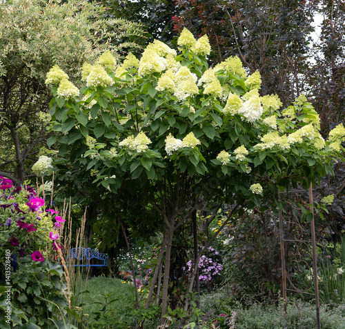A beautiful Fall landscape  that includes the hardy Limelight hydrangea, hydrangea paniculata, turning pink in a residential yard. 