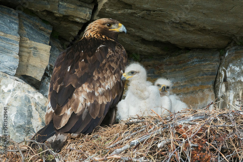 Golden eagle parent watches over young chicks in the nest, Alaska