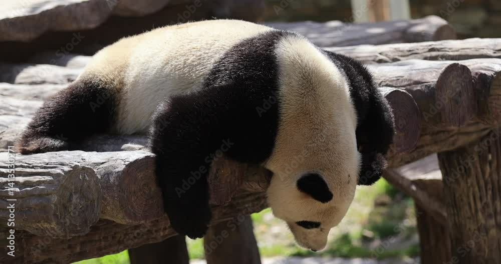 Giant panda sleeping in park Giant panda sleeping in park