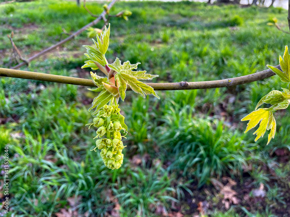 Obraz premium Maple Tree Buds 01