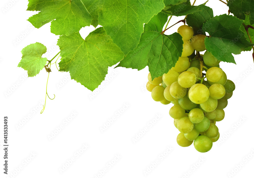 Fototapeta premium Green grape bunch, close up. Growing grapes. Concept of viticulture and winemaking. on transparent, png, Ripe light grapes