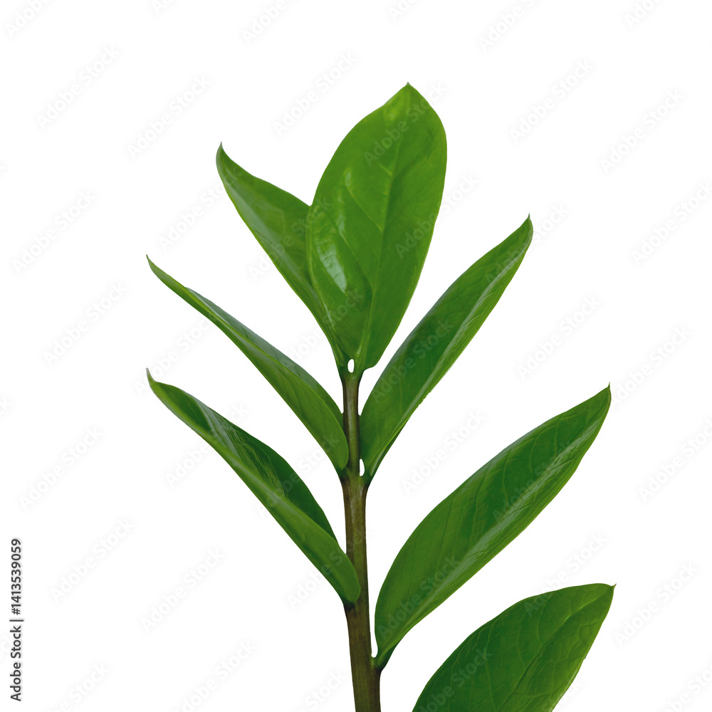 Naklejka premium Close-Up of Green Leafy Plant