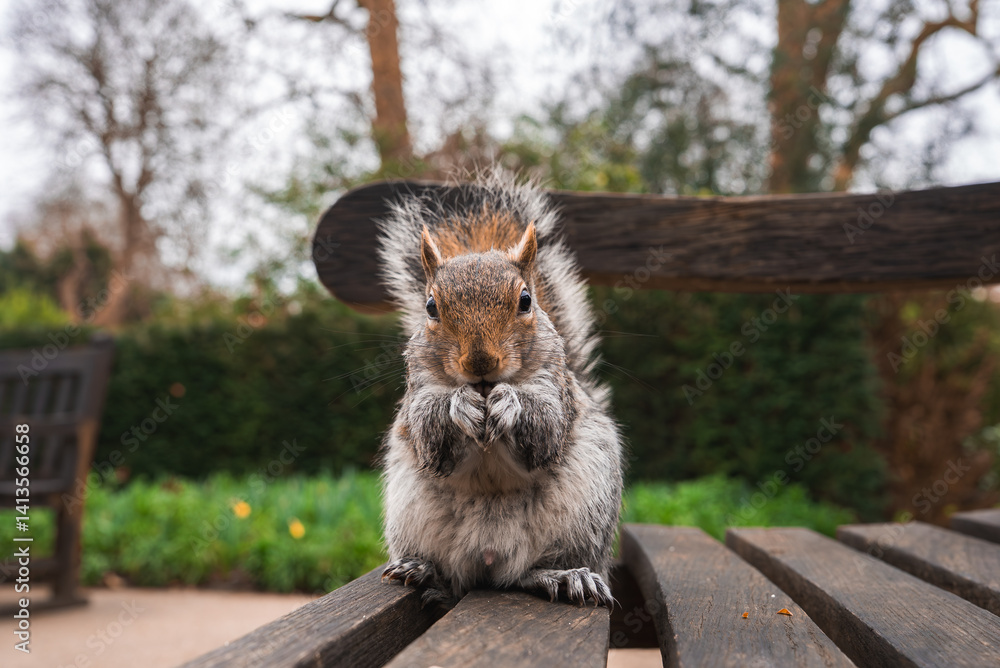 A squirrel sits on a wooden bench in a London park, holding food with its paws. The background shows blurred greenery, daffodils, and bare trees.