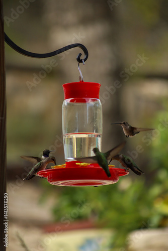 hummingbirds feeding on feeder and in flight