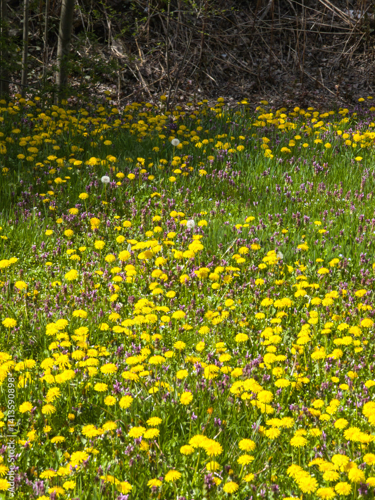 Obraz premium Spring Landscape of South Park in city of Sofia, Bulgaria