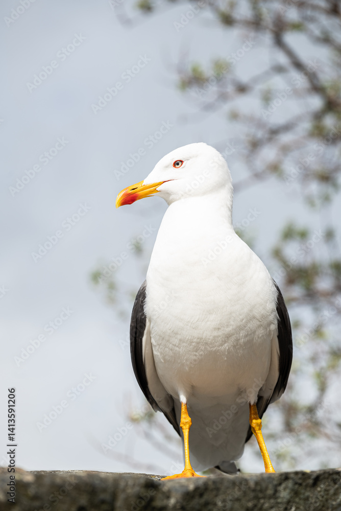 Seagull bird in city of Reykjavik in Iceland Seagull bird in city of Reykjavik in Iceland