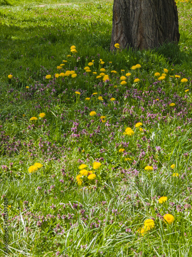 Spring Landscape of South Park in city of Sofia, Bulgaria
