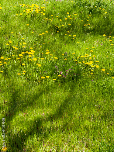 Obraz na płótnie Spring Landscape of South Park in city of Sofia, Bulgaria w salonie