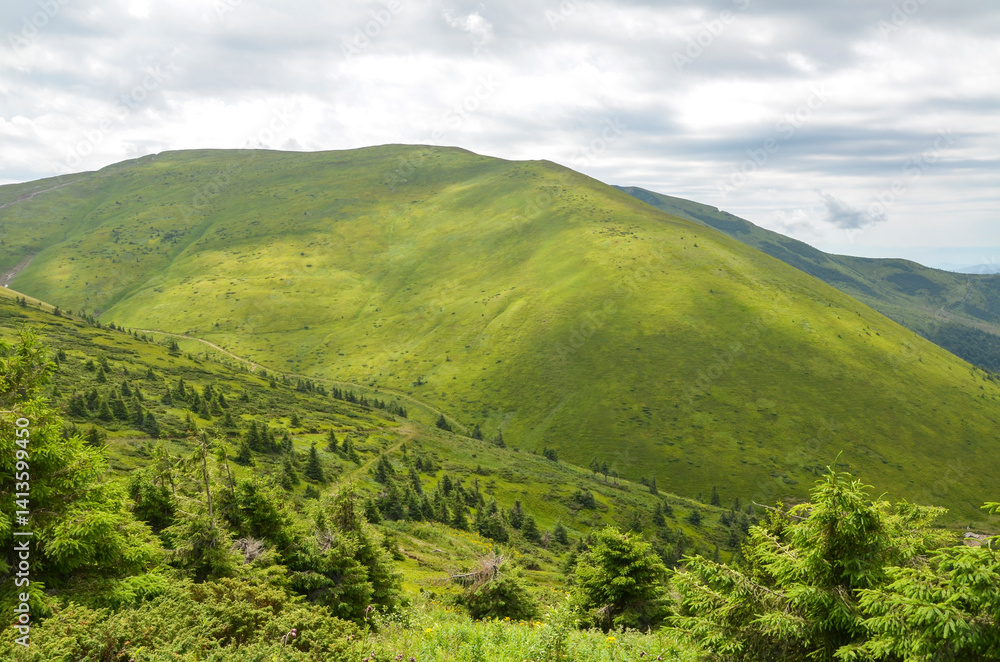 Obraz premium Breathtaking landscape featuring smooth green hills, dense forest, and an overcast sky. Ideal for concepts of nature, hiking, serenity, or environmental scenery. Carpathian Mountains, Ukraine